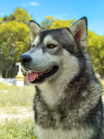 Alaskan Malamute portrait in the park. Close-up.