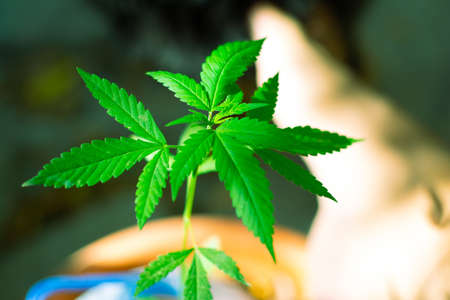 Green Gelato variety from Marijuana, cannabis