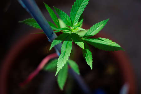 one medicinal plant. Alternative mecdicine, Marijuana, Cannabisの写真素材