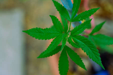 small marijuana plant with green leavesの写真素材