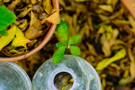 young sprout of avocado seed with very green little daughtersの写真素材