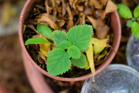 small lemon balm plant in plastic pot