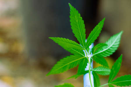 green marijuana green leavesの写真素材