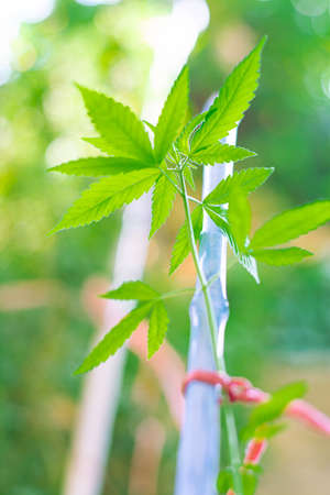 marijuana plant seen from belowの写真素材