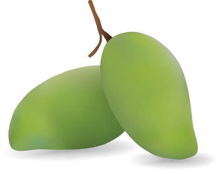 Realistic green mangoes illustrationのイラスト素材