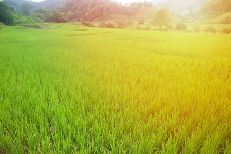 Rice green on the field in the morning.の写真素材