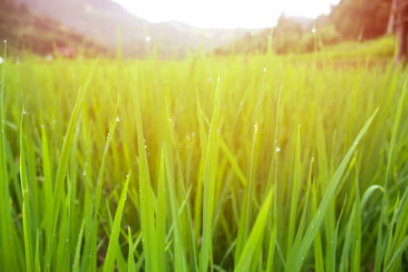 Rice green on the field in the morning.の写真素材
