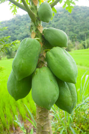 Green papaya fruit in the field.の写真素材