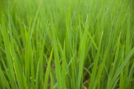 Rice green on the fieldの写真素材
