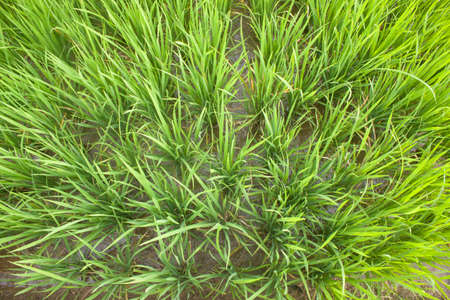 The field Pattern background in greenの写真素材