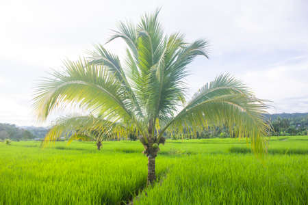 coconut in the fieldの写真素材