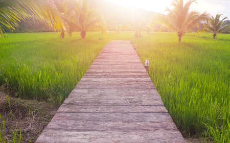 Corridor and coconut in the fieldの写真素材