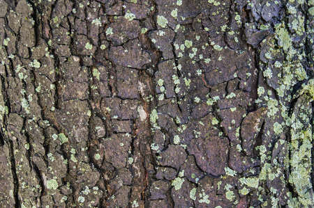 Tree bark with light green moss.The background is tree bark