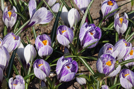 flowerbed of purple Crocus. Crocuses are a symbol of Easter