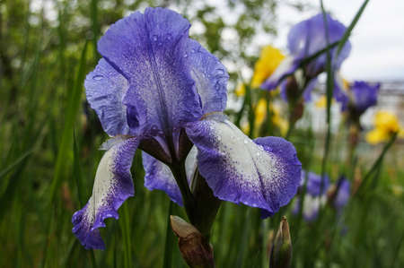 Blue iris flower on a grass background