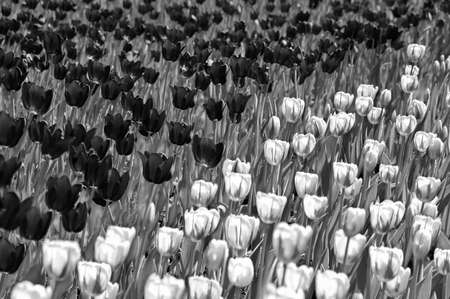 Black and white photography field with dark and light tulipsの写真素材
