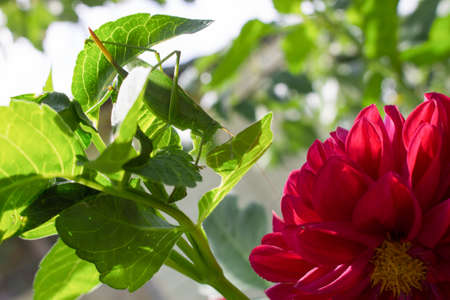 Locusts hunting for new fresh red flowerの写真素材