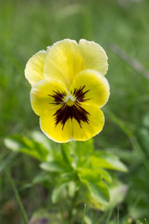 Lonely yellow viola on a grass backgroundの写真素材