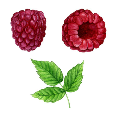 Raspberry. Hand painted watercolor of berries and leaves. Good for postcards,recipes, menu, invitations, greeting cards.の写真素材