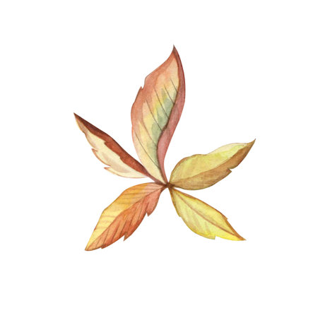 Watercolor o beautiful colorful autumn leaf on a white background. Good for postcards, books, invitations, greeting cards, wallpaper and textiles.の写真素材