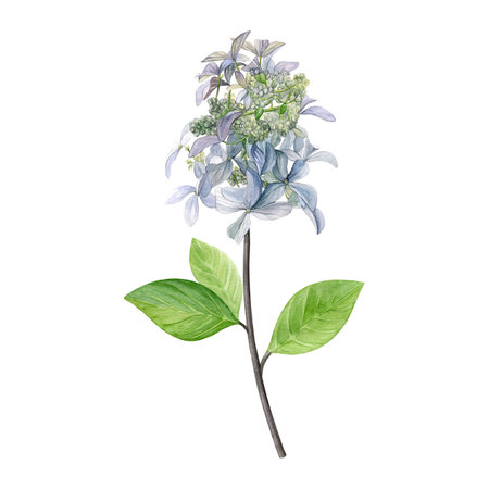 Watercolor of hydrangea with leaves. Hand-painted flower on a white background. Good for postcards,...