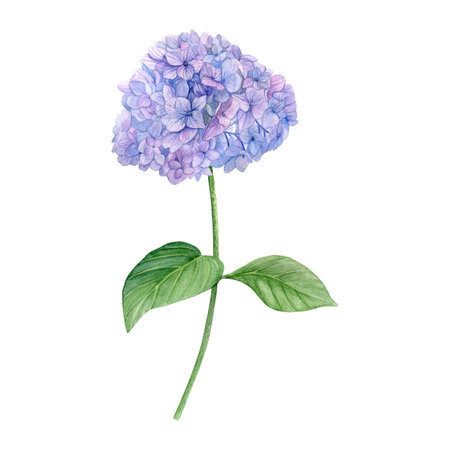 Watercolor of purple hydrangea with leaves. Hand-painted summer flower on a white background. Good...