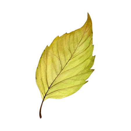 Watercolor painting of an autumn ash-leaved maple leaf on a white background. Good for postcards, books, invitations, greeting cards, wallpaper and textiles.の写真素材
