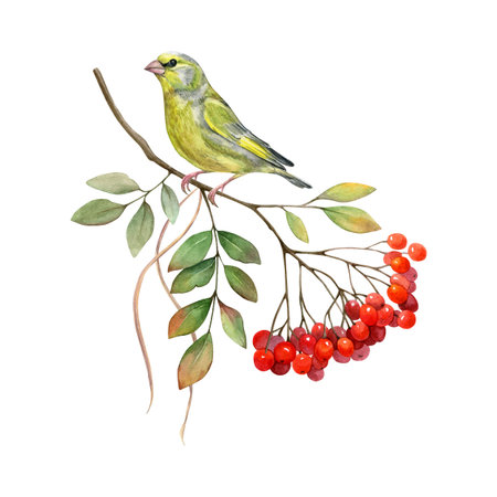 Composition of greenfinch, rowan branch and dry blades of grass on a white background. Watercolor of a green bird and red berries with autumn leaves. Good for postcards, books, invitations, greeting cards, wallpaper and textilesの写真素材