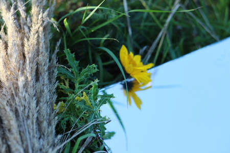 close up photo of a russian countryside beautiful natureの写真素材