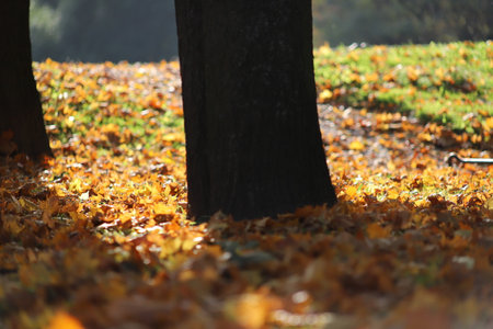 Autumn nature's beauty in one of Saint-Petersbrug's parksの写真素材