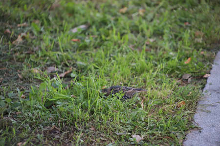 Beautiful scenery view you can only get in autumn in Saint-Petersburg's parksの写真素材
