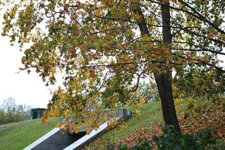 nature's beauty - lovely sights you can get in Saint-Petersburgの写真素材