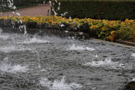 nature's beauty - lovely sights you can get in Saint-Petersburgの写真素材