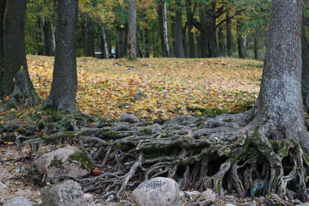 nature's beauty - lovely sights you can get in Saint-Petersburgの写真素材