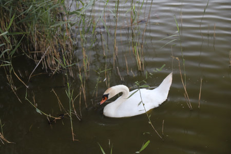 beautiful swan swims in the lakeの写真素材