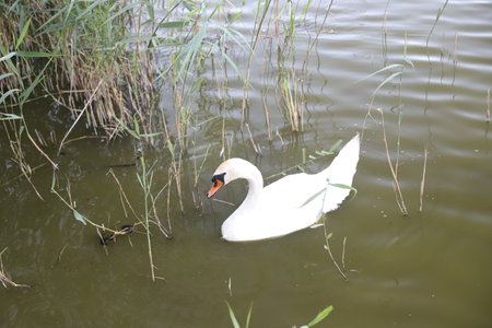 photo of beautiful swan swims in the lakeの写真素材