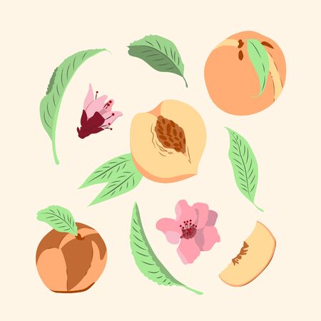 Vector illustration. Set with peaches