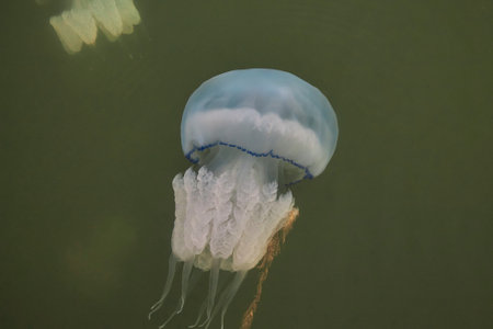 Jellyfish rhizostomae in the sea of azovの写真素材