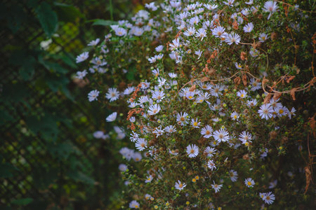 Lush bush of soft purple flowers in the autumn garden. Symphyotrichum novi-belgiiの写真素材
