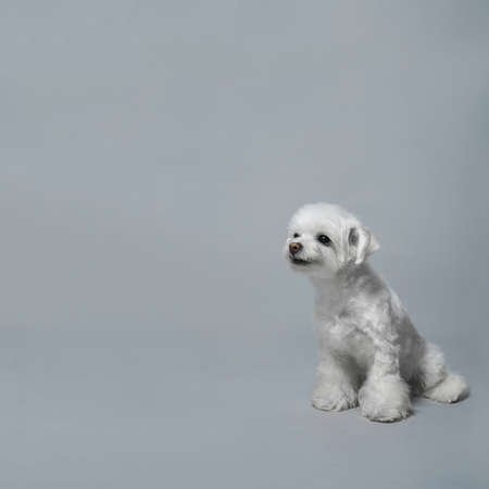 Chinese joyful white lap dog on a gray background with copy space. High quality photoの写真素材