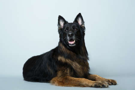 German long-haired shepherd dog lies on a gray isolated background in the Studioの写真素材