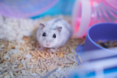 A white Dzungarian hamster in a multicolored cage with pipes, a wheel, a bowl of food, filler, and cotton sits in the pipe and looks curiouslyの写真素材