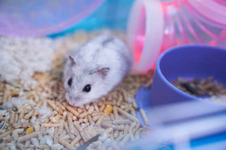 A white Dzungarian hamster in a multicolored cage with pipes, a wheel, a bowl of food, filler, and cotton sits in the pipe and looks curiouslyの写真素材