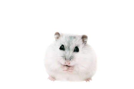 Dzungarian gray cute hamster on a white isolated background holds food in its paws, eats and looks at the cameraの写真素材