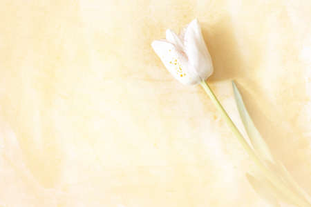 One white Tulip is lying on a paper painted with beige watercolours background.の写真素材
