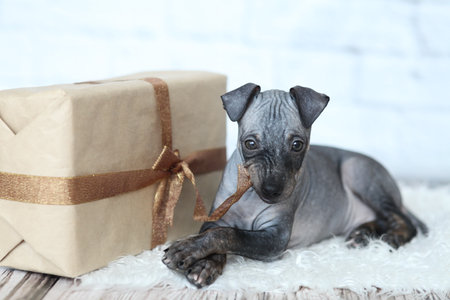 The puppy of American hairless Terrier with zero waste packaging gift box. He opens the gift.の写真素材
