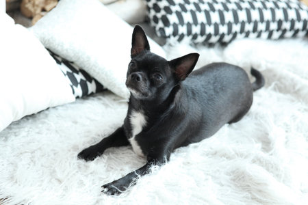 Black chihuahua cobby on light background with pillows. He looks up.の写真素材