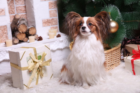 The dog Papillon sits and looks at the camera, against the background of the Christmas tree and presentsの写真素材