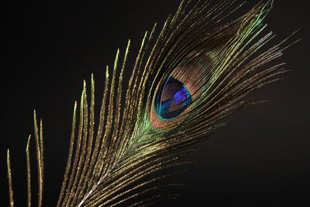 Peacock feather isolated on a black background. High quality photoの写真素材