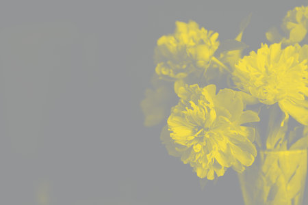 Bouquet of yellow peonies in a glass vase on a gray isolated background. High quality photoの写真素材